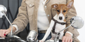 É seguro viajar de moto com animais?