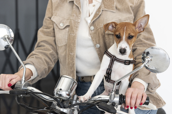 É seguro viajar de moto com animais?